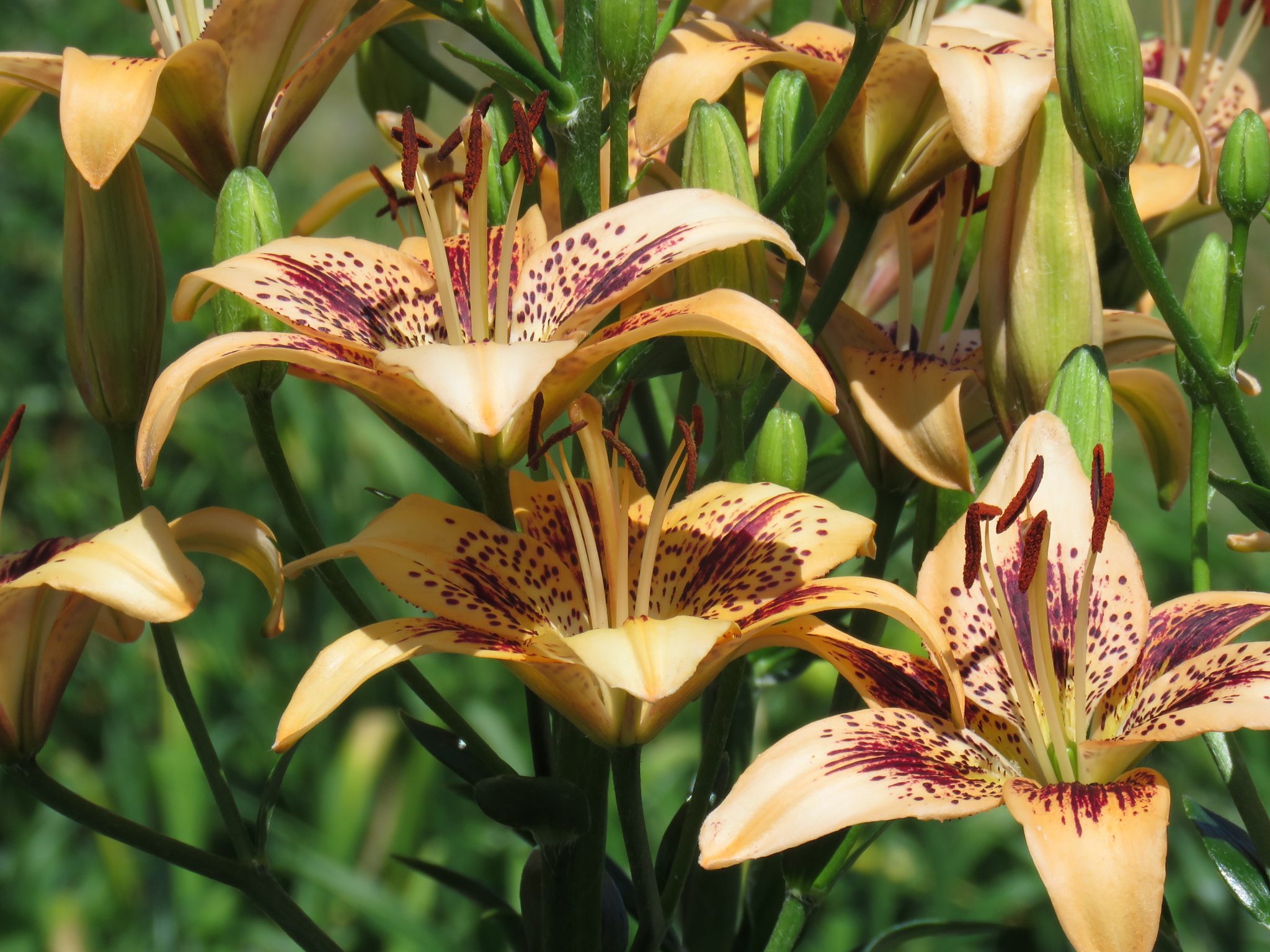 Lilyfield Farm Lilies and daylilies on the Canadian prairies.