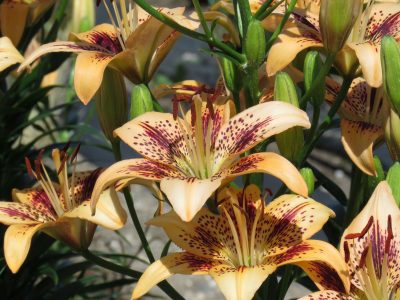 Cypress Hills Lilyfield Farm Asiatic Lily Introduction buff Peach with plum stripes and dots