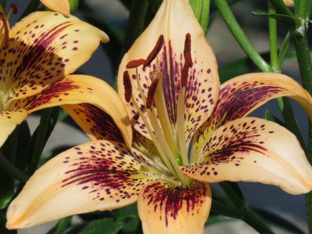 Cypress Hills Lilyfield Farm Asiatic Lily Introduction buff Peach with plum stripes and dots