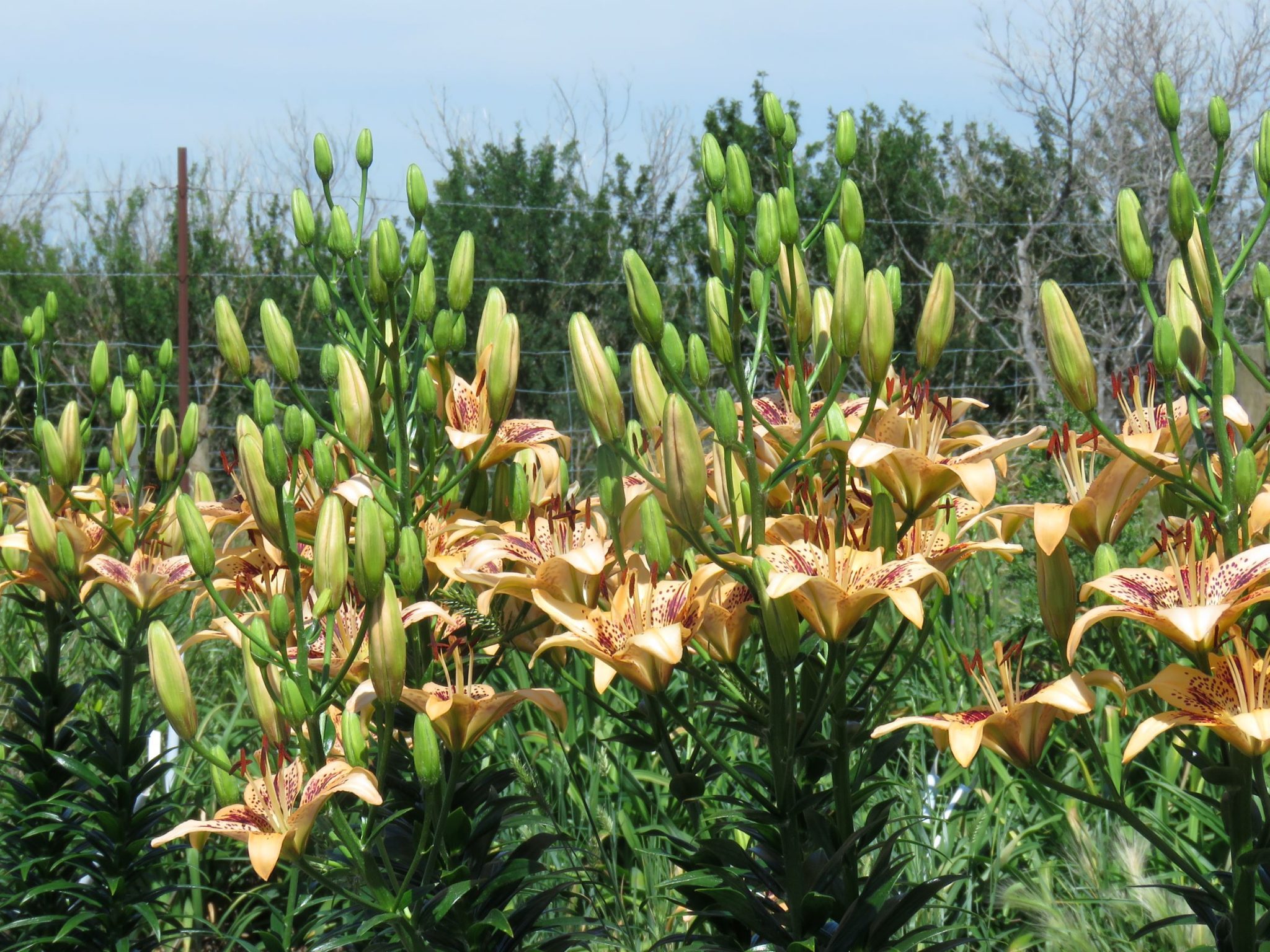 Lilyfield Farm Lilies and daylilies on the Canadian prairies.