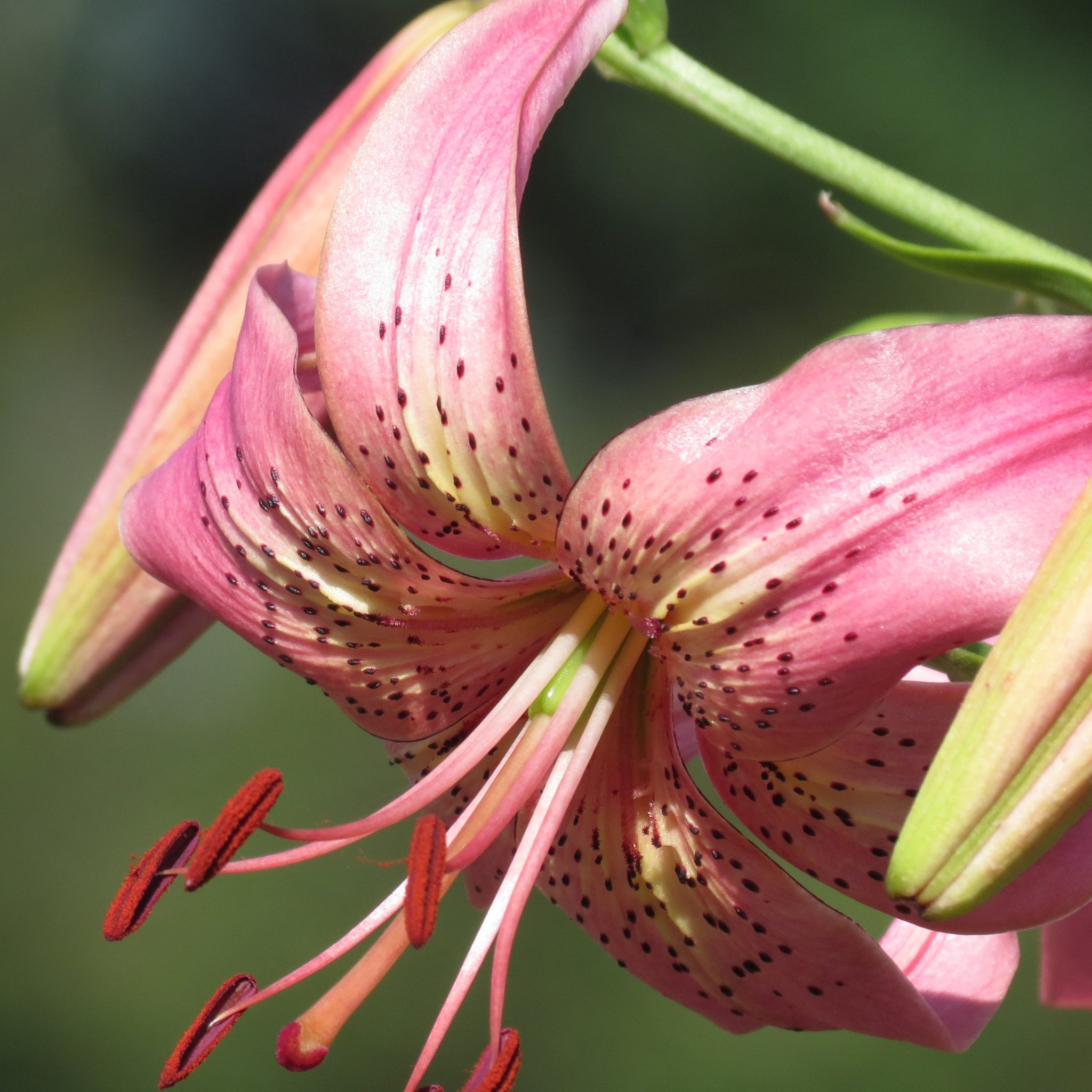 Pearl Stacy Lilyfield Farm