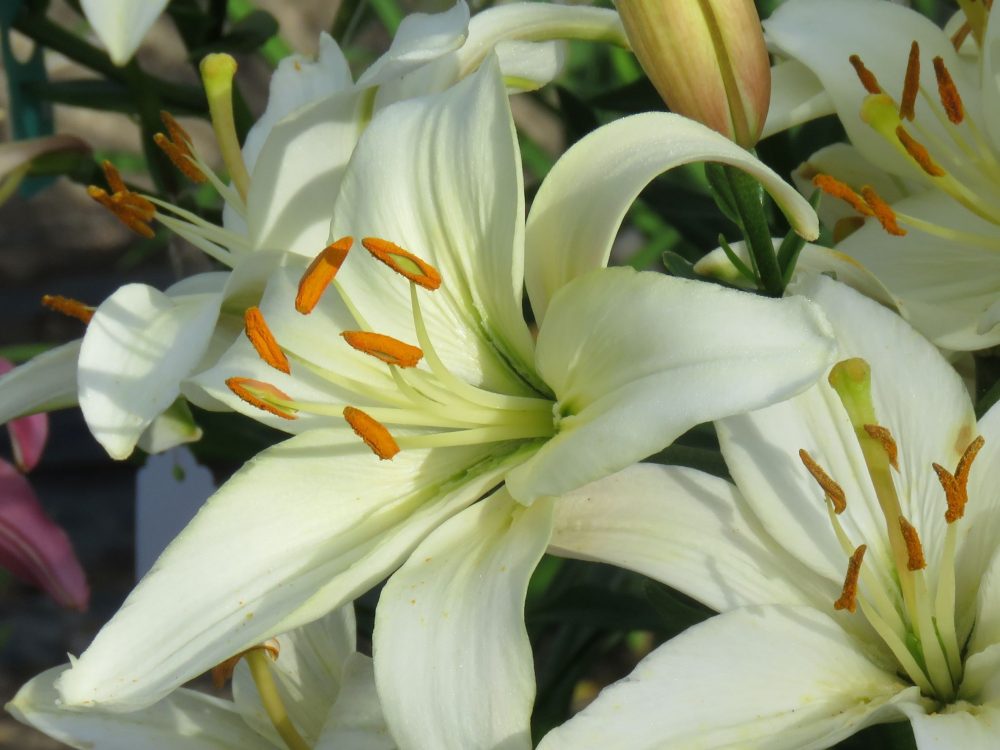 Pearl Francis cream asiatic tetraploid lily.