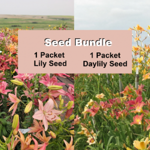 Bundle of lily and daylily seeds for gardens. lilyfield farm