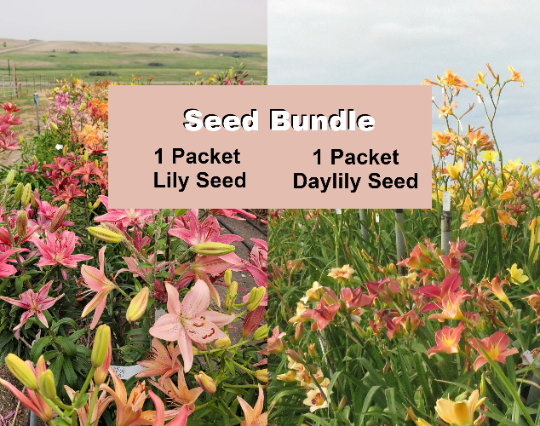 Bundle of lily and daylily seeds for gardens. lilyfield farm