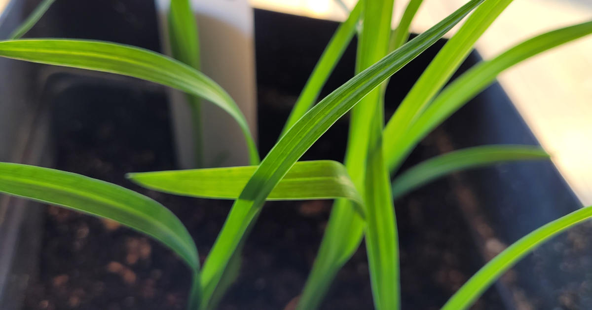 Daylily Seedlings growing indoors Saskatchewan Canada