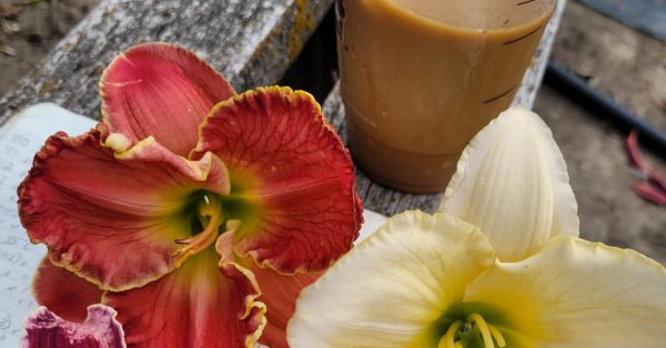 Iced Coffee and Daylilies Recipe