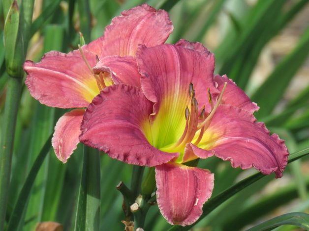 Of Value pink daylily