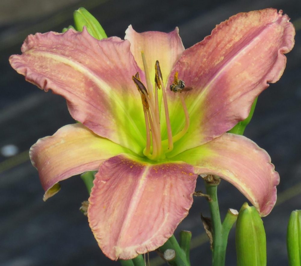 Pink Whip Tips Daylily
