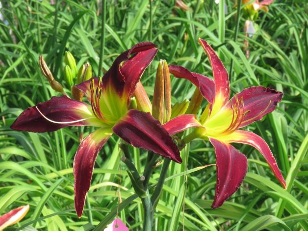 Red Dragon WIngs Daylily