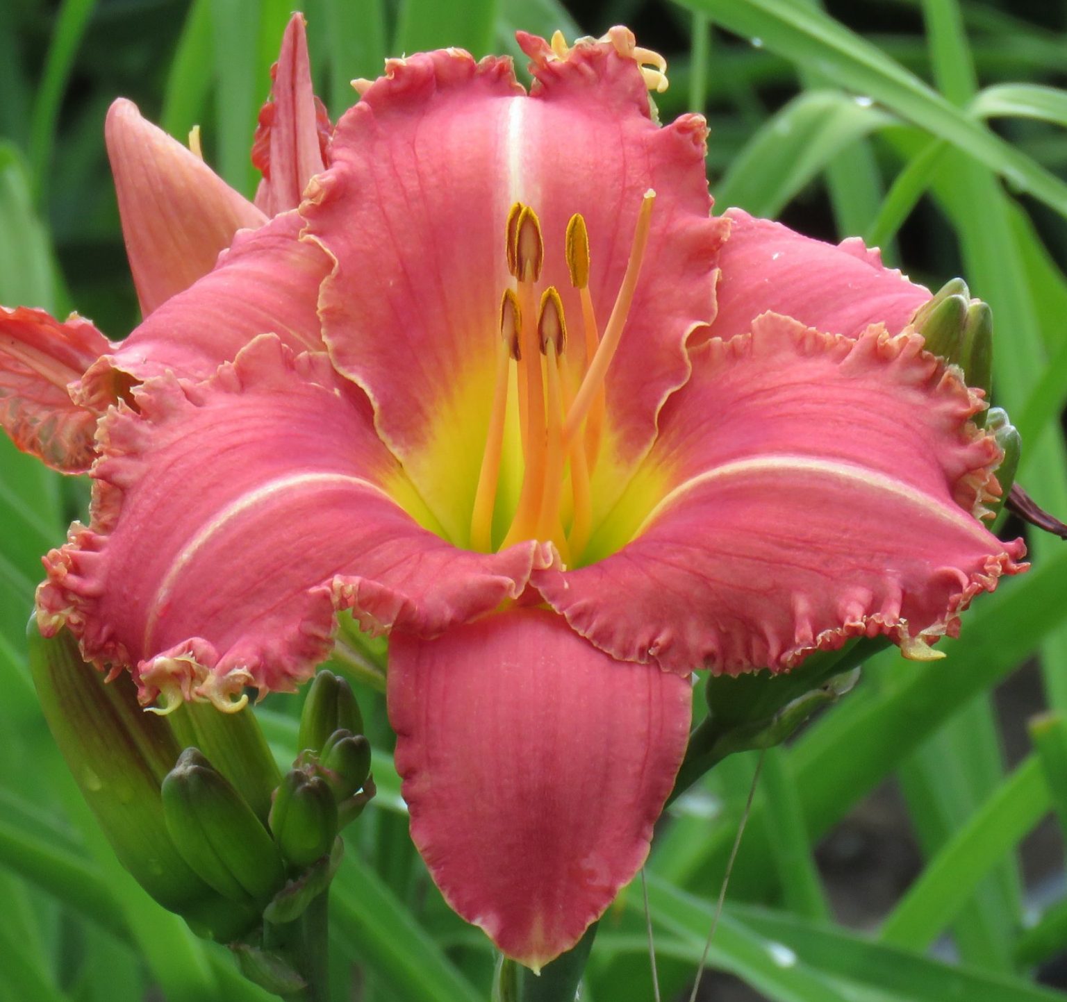 Rogue pink daylily hardy from Lilyfield Farm, For Sale