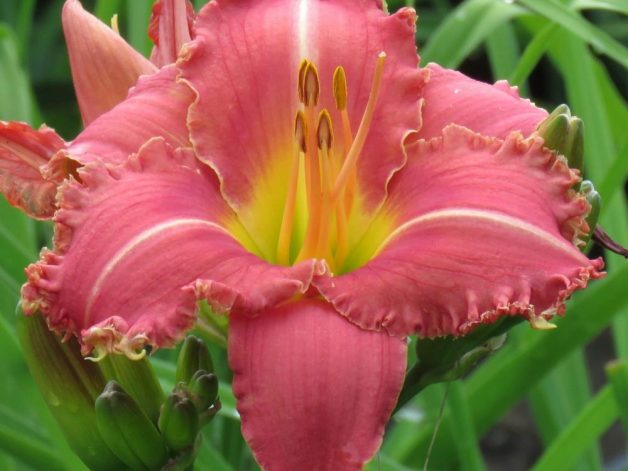 Rogue pink daylily hardy from Lilyfield Farm, For Sale