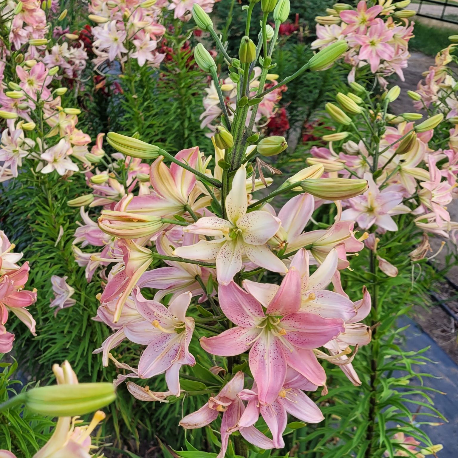 Fadeaway Girl pink to lavender tall pollenless Asiatic tiger lily canada baby pink bells hybrid Cheryl Siemens Lilyfield Farm