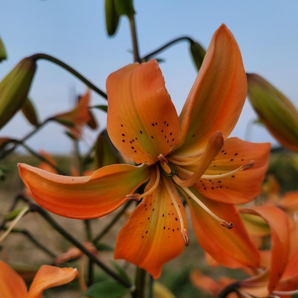 Flying Fire orange Asiatic Lily Bulbs from Lilyfield Farm Canada