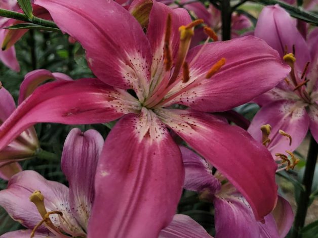 Lazy Wave pink perennial Asiatic tiger lily canada Fred Fellner genetics tall