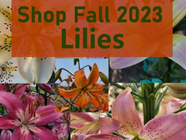 Lilies - Available Autumn 2024