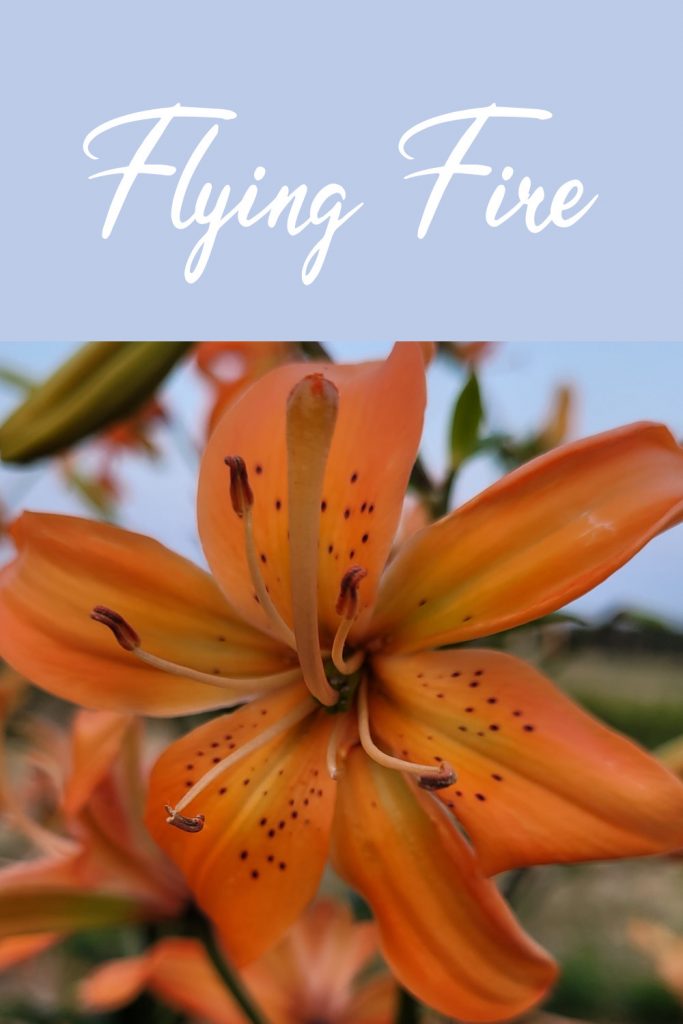 Flying Fire bright orange with green pollenless asiatic lily for gardens