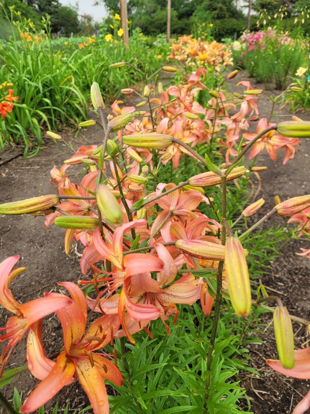 Peach Melba Lily from Lilyfield Farm zone 2 Asiatic lily bulb