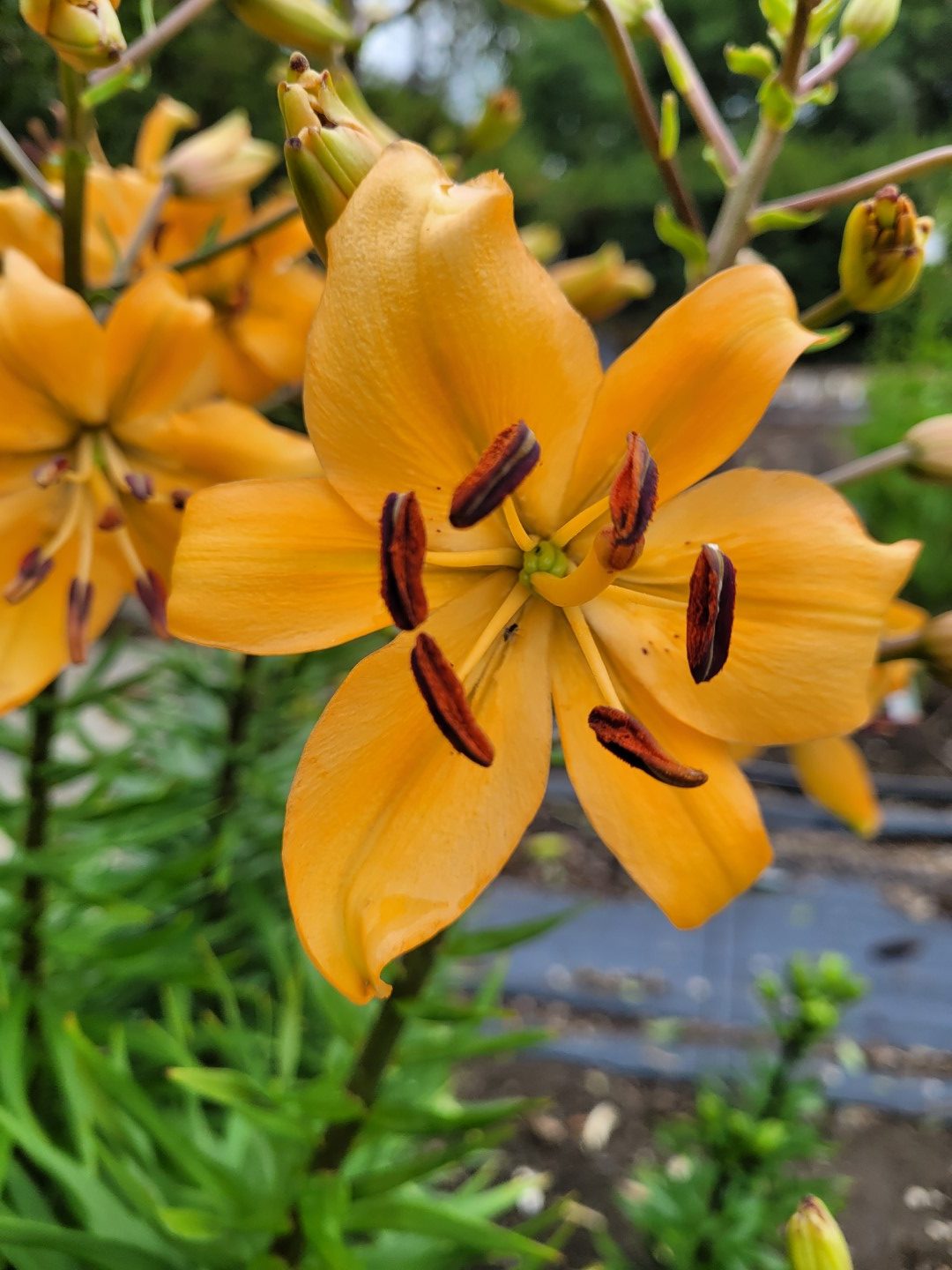 Pearl Stacy Asiatic Lily