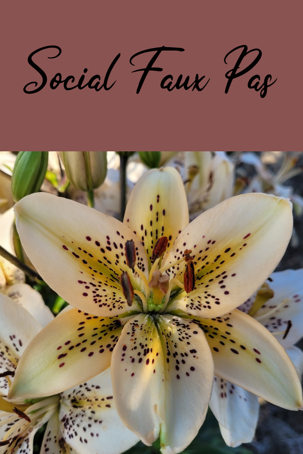 Social Faux Pas Spotted Asiatic lily bulb