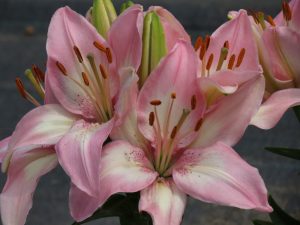 Perennial lily bulbs we have grown at Lilyfield Farm Saskatchewan Canada Zone 3 Tiny Todd Pink and white