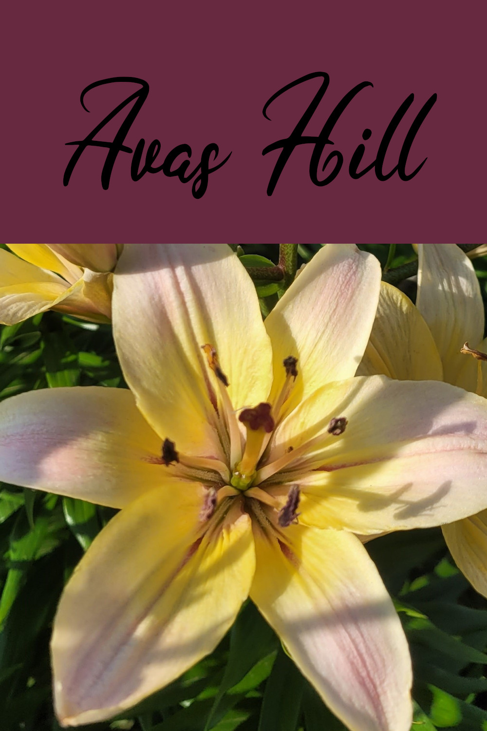 Avas Hill upfacing pink and yellow and plum asiatic Lily