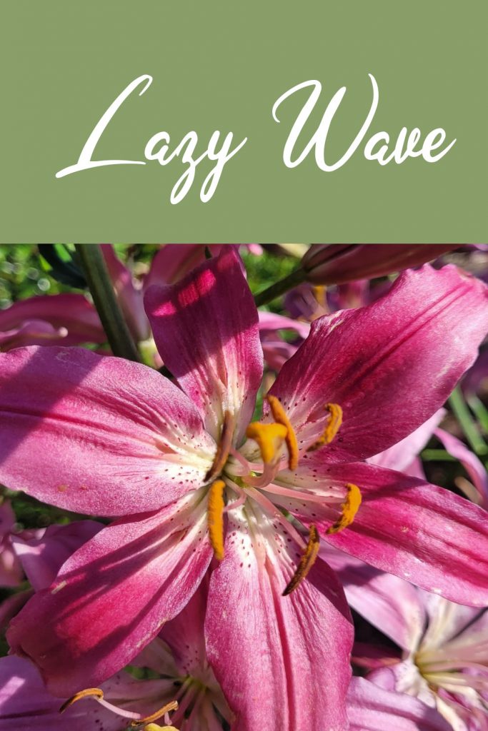 Lazy Wave magenta lily bulb