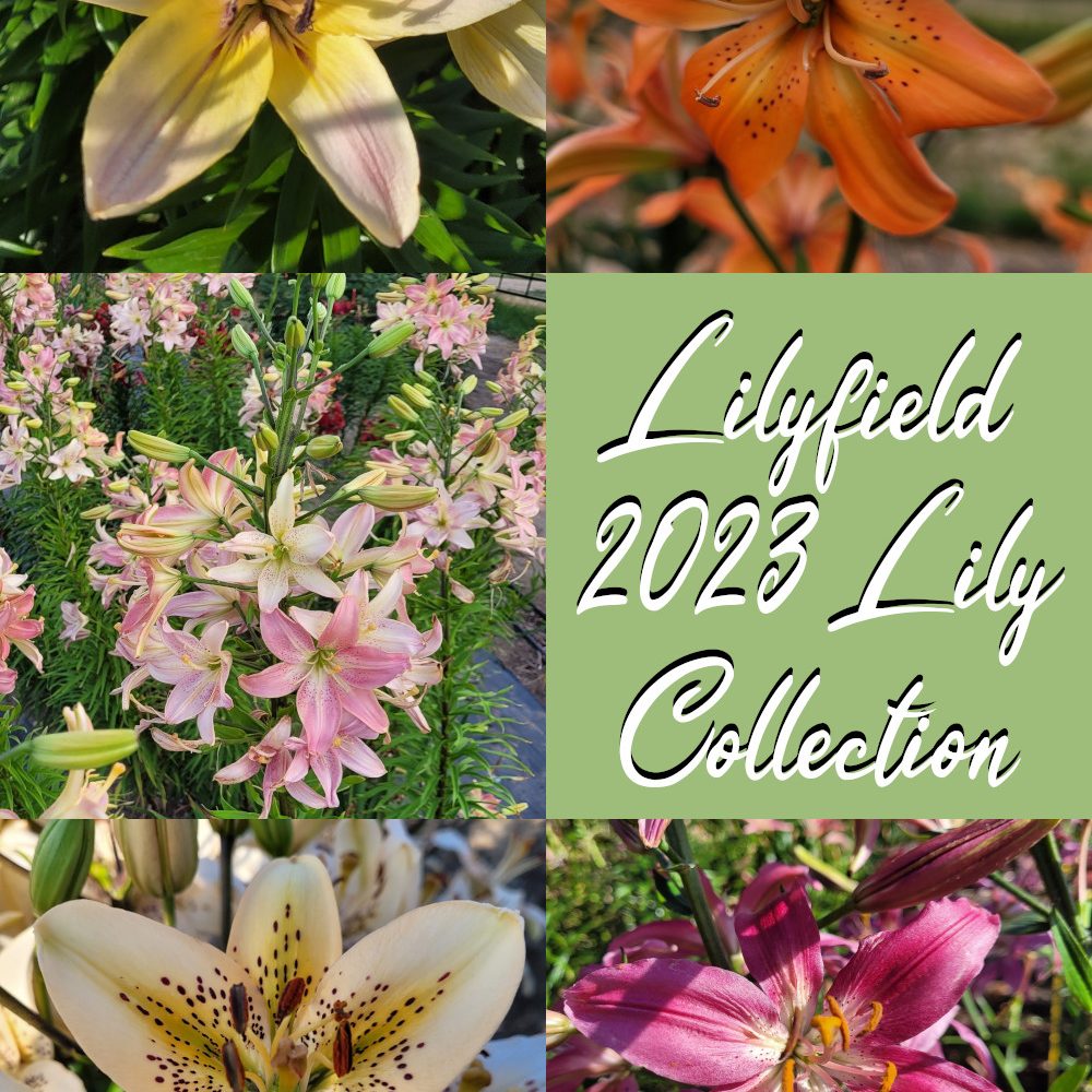 Lilyfield Farm 2023 Asiatic Lily bulb collection for sale