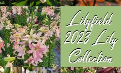 Lilyfield Farm 2023 Asiatic Lily bulb collection for sale