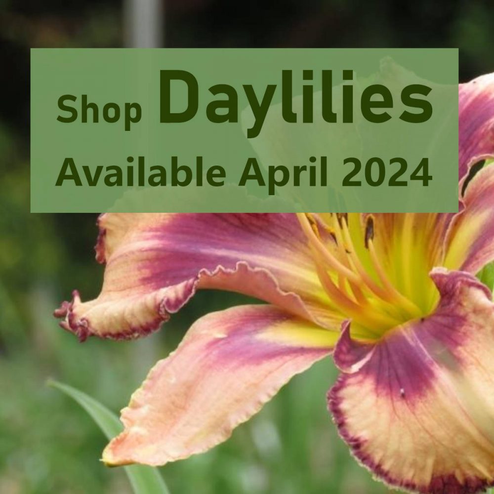 Daylilies - Available Spring 2024
