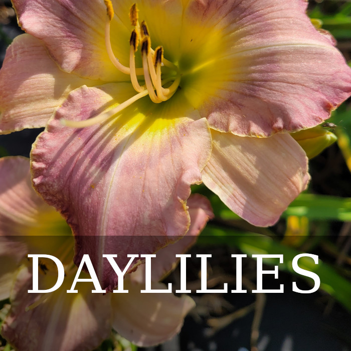 DAYLILY How to