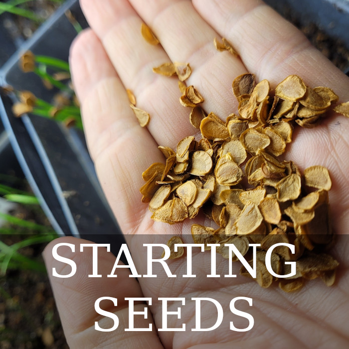 Starting seed how to lily daylily
