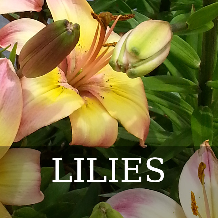 lilies how to