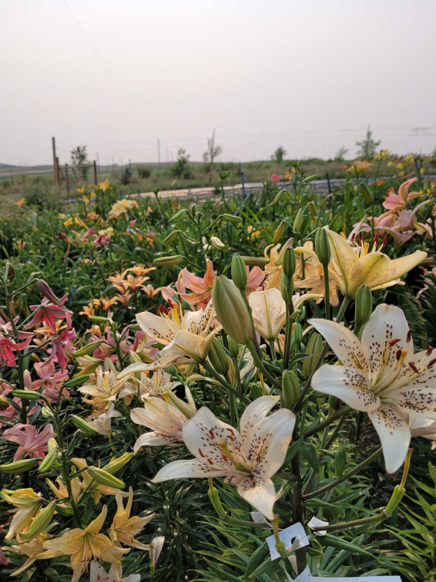 Lilyfield Farm, Our Story - Lilyfield Farm