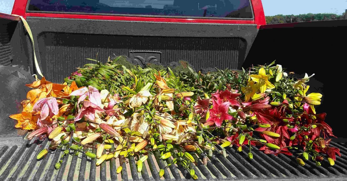 Lily Bulb Mix, 10 Bulbs