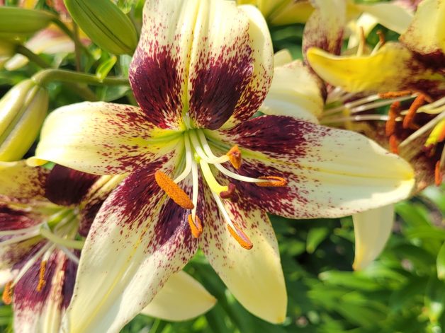Asiatic Lily Garden named "Gopher" yellow with burgundy spots.