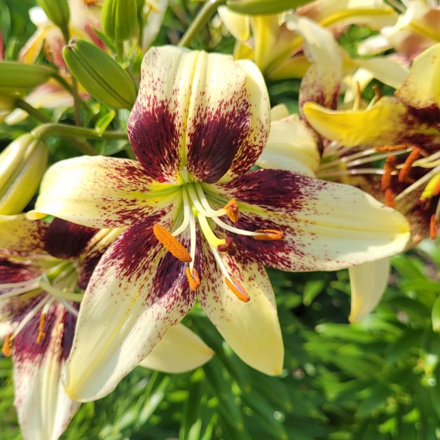 Asiatic Lily Garden named "Gopher" yellow with burgundy spots.
