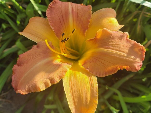 Alpenglow Hour peach hardy drought resistant daylily