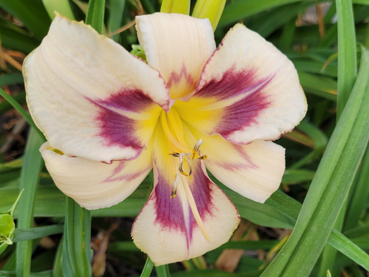 Levin Daylily hardy and patterned and pretty