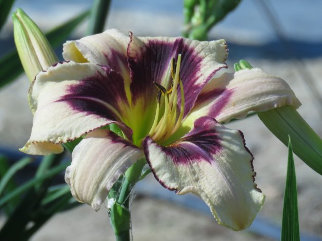 Levin x Unknown P357