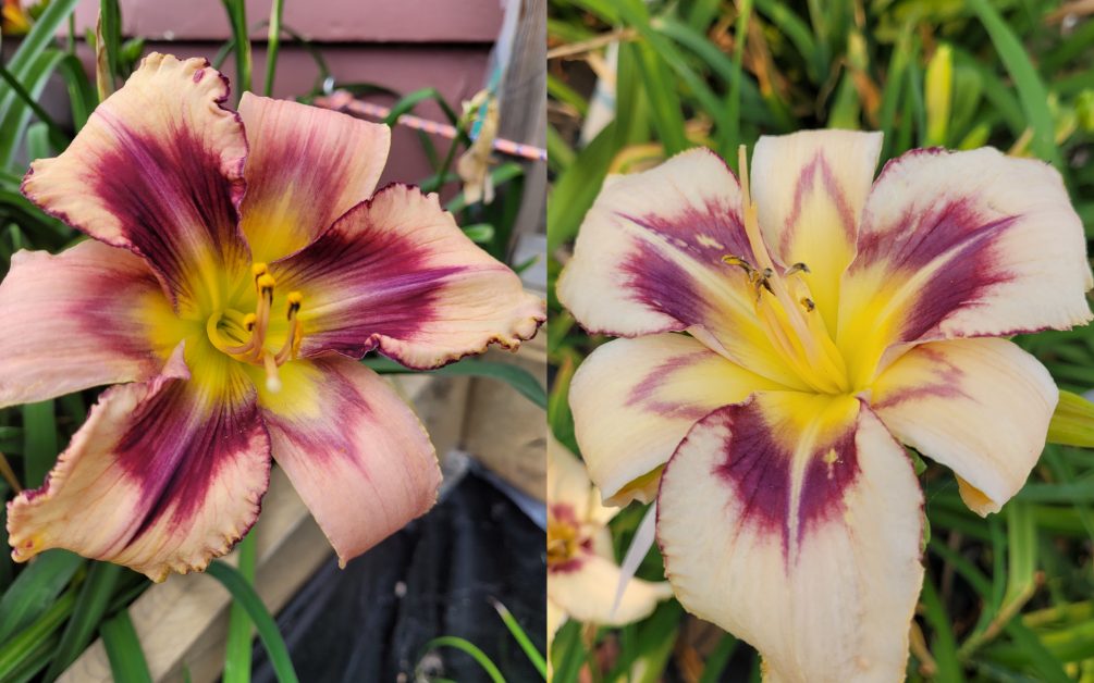 River Walks and Lattes daylily pattern face beside Levin compare