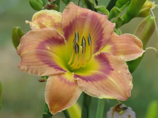 Sweetgrass x Unknown (P359)