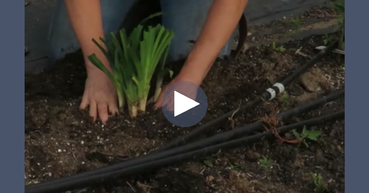Video How To Plant Daylilies