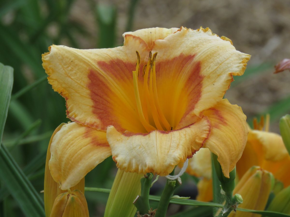 K14 x Unknown (N570)