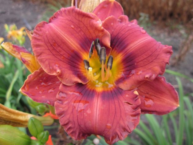 Mahogany Belle x Unknown (P364)