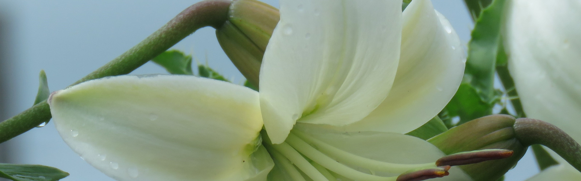 Lilies