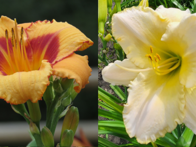 Fox Point x Dunedin (337)