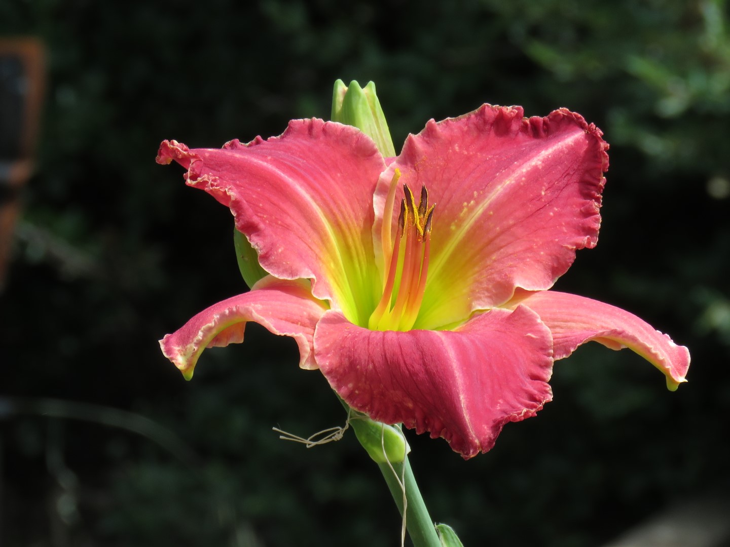 K13 x Victoria Park Pink Daylily Seed (P346) - Image 2