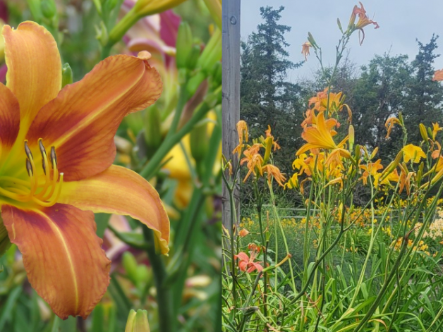 Old Fashion Plain x B467A 75" tall (P342)