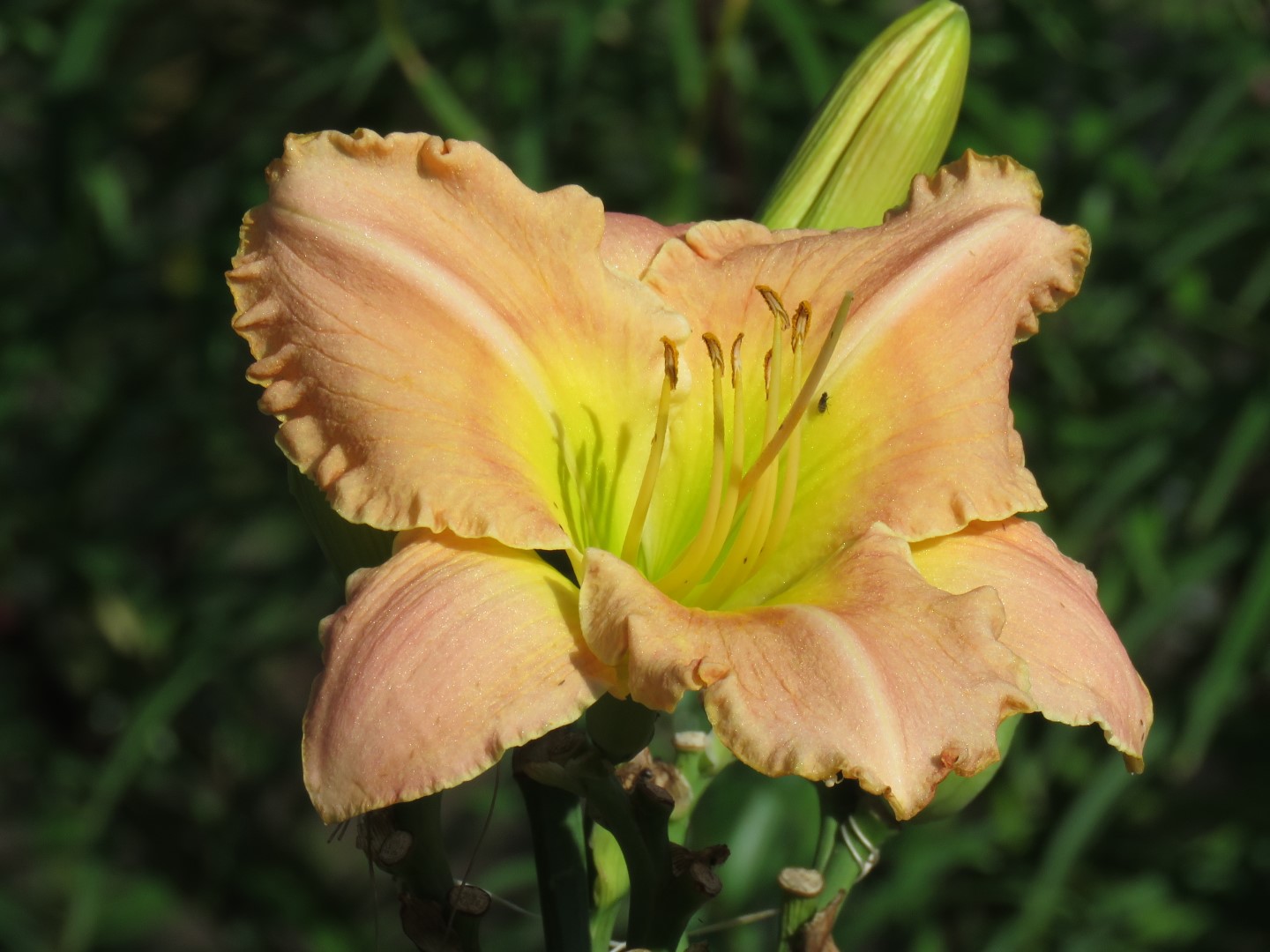 K13 x Victoria Park Pink Daylily Seed (P346) - Image 3