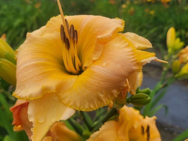 Wildly Content x K07 Coral P322